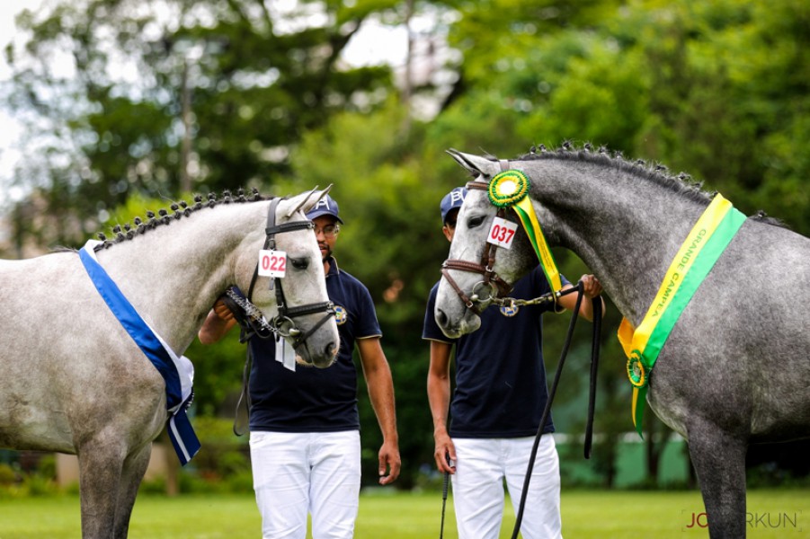 XIII Festival Nacional do Cavalo Brasileiro de Hipismo