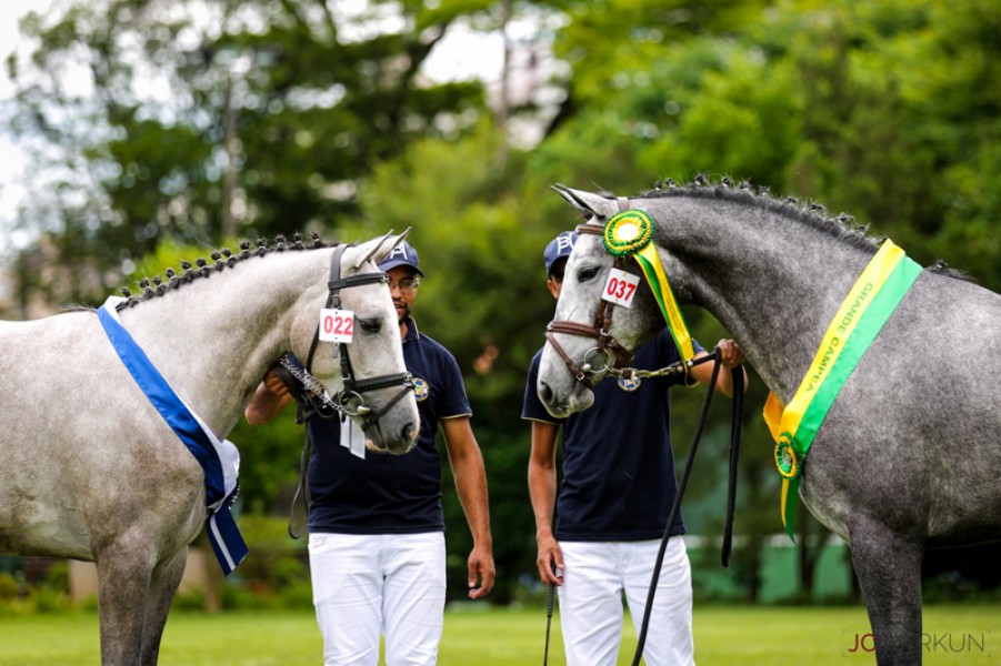 XIII Festival Nacional do Cavalo Brasileiro de Hipismo 