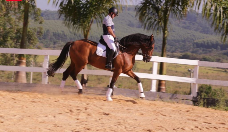 Leilão de puro sangue lusitano oferta cavalos prontos para passeio