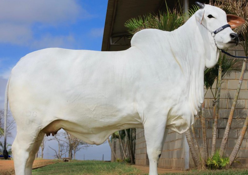 VACAS MILIONÁRIAS BRILHAM EM LEILÃO DE HENRIQUE & JULIANO