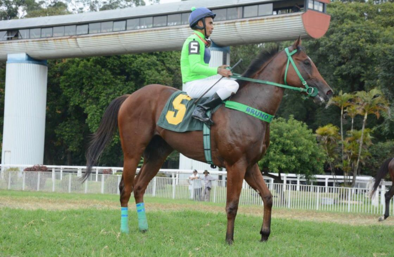 Filho de Salto é de criação e propriedade do Stud Bruno Genovesi.